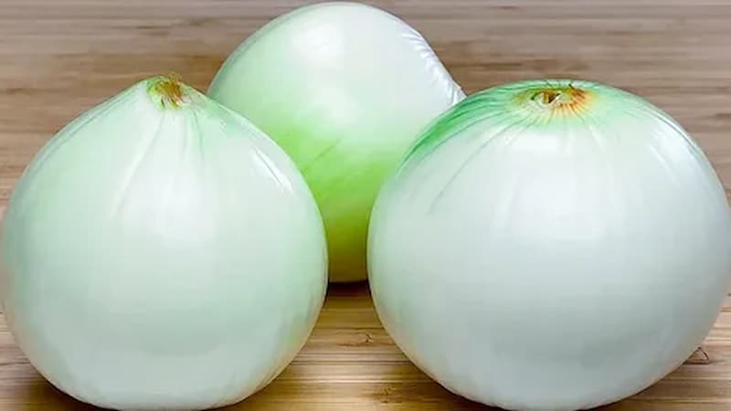 خرید پیاز وحشی